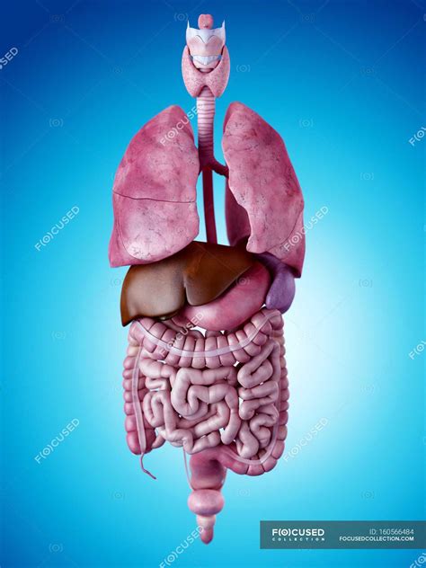Skeletal system and internal organs — stomach, intestine - Stock Photo | #160566484