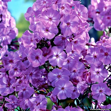 Phlox Paniculata Purple - G4rden Plant