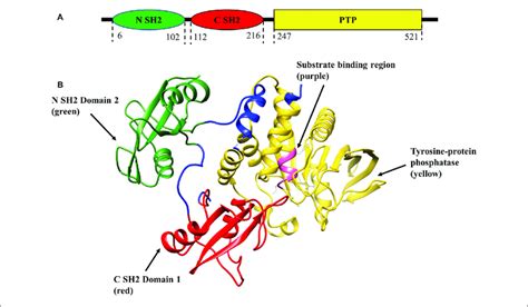 Tyrosine Protein Structure