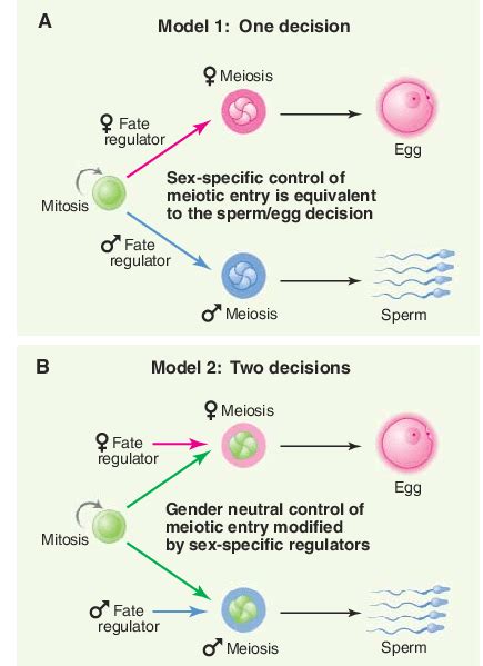 Germ Cell Fate Decisions As Germ Cells Mature They Enter Meiosis And ...