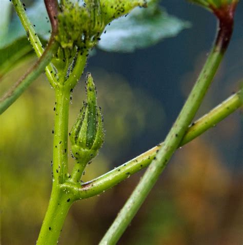 Tiny black pests on my Okra plant - California Gardening