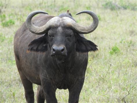 African Cape Buffalo | SIMILAR BUT DIFFERENT IN THE ANIMAL KINGDOM