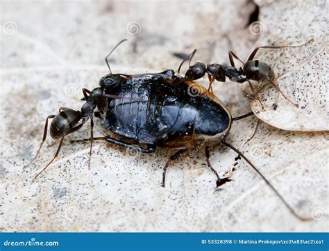 Ants Solenopsis invicta stock photo. Image of nature - 53328398