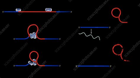 mRNA splicing, animation - Stock Video Clip - K004/2023 - Science Photo Library