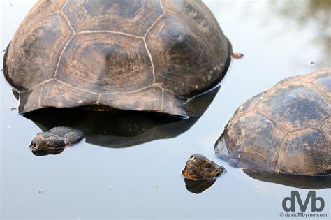 Tortoise Breeding Center Isabela Galapagos - Worldwide Destination ...