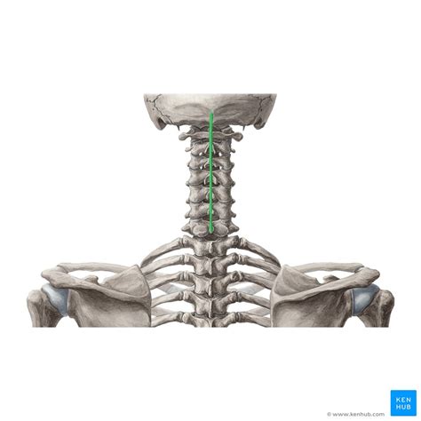 Nuchal region: Landmarks, muscles and lines | Kenhub