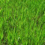 Grass - Ecosystem Marketplace