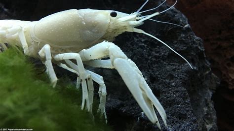 White Crayfish: Care, Size, Feeding, Tankmates & Molting - Video