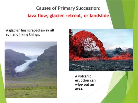 Primary Succession After Volcano Eruption