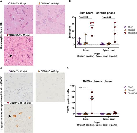 Frontiers | CD28-signaling can be partially compensated in CD28-knockout mice but is essential ...