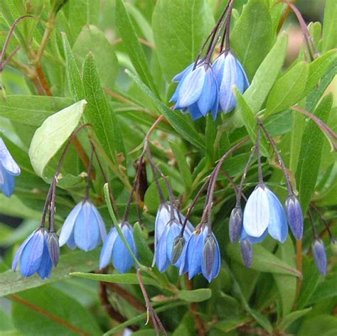 Sollya heterophylla Superior Quality Climbers - thorncroftclematis.co.uk