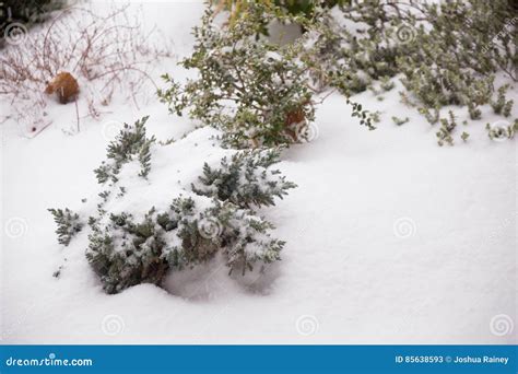 Snow and Ice Storm Eugene Oregon Stock Image - Image of covered, plant ...