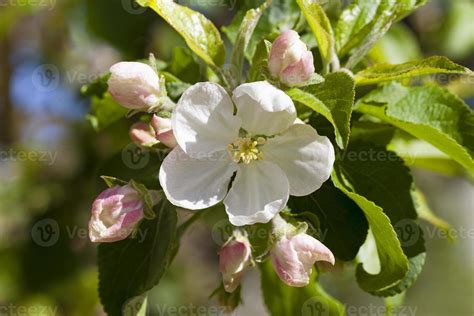 the blossoming tree - photographed by a close up the blossoming tree ...