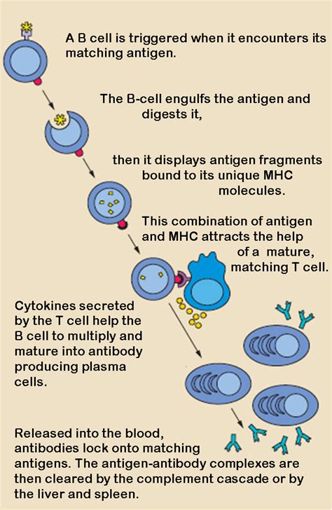 # 60 Action of B-lymphocytes | Biology Notes for A level