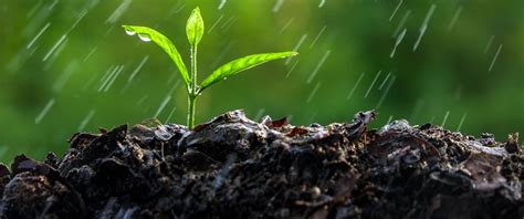 18 alberi da frutto che adorano il terreno umido | Giardinaggio Green