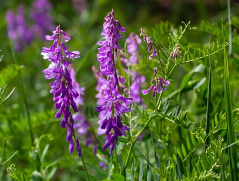 6 Best Winter Cover Crops for Your Vegetable Garden