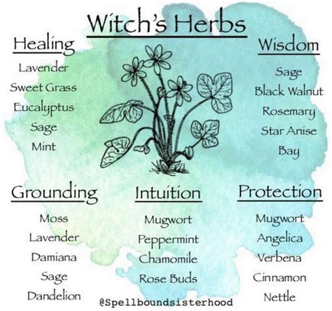 Witch's Herbs | Witch herbs, Witchcraft spells for beginners ...