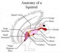 Science Project - Anatomy