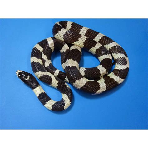 Banded Black & White California King Snake – baby – Strictly Reptiles Inc.