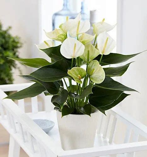 White Anthurium Plant at Rs 30/piece | Parvati Paytha | Pune | ID: 21426538762