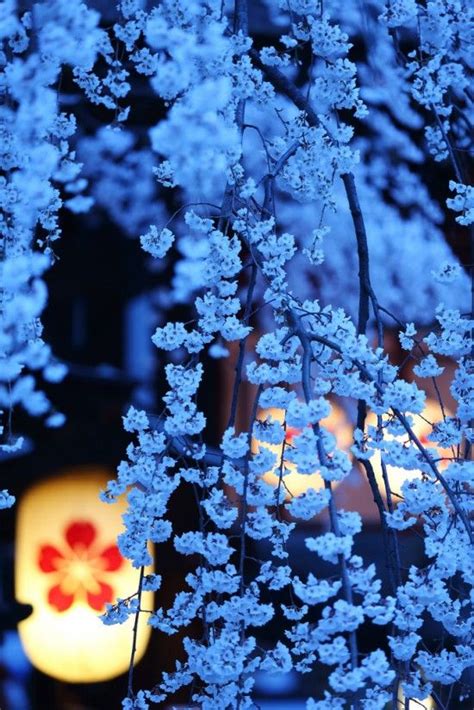 Cherry Blossom Night, Kyoto, Japan | Beautiful flowers, Blossom, Flowers