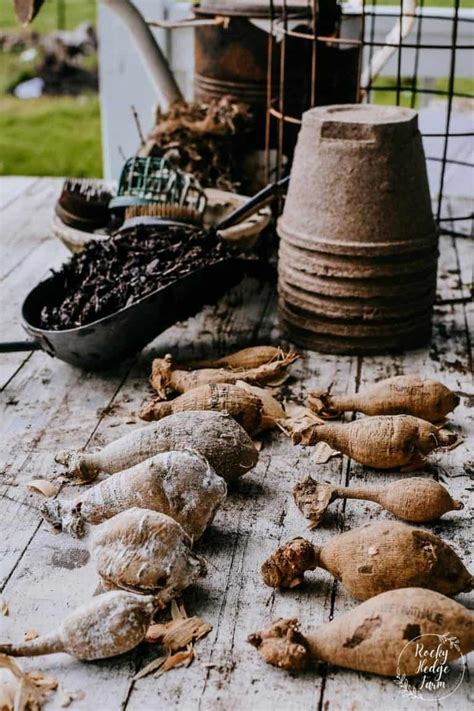 How to Plant Dahlia Tubers in the Ground - Rocky Hedge Farm