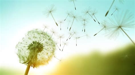 Dandelion seeds can fly up to 100 km, and now we know how | CBC News