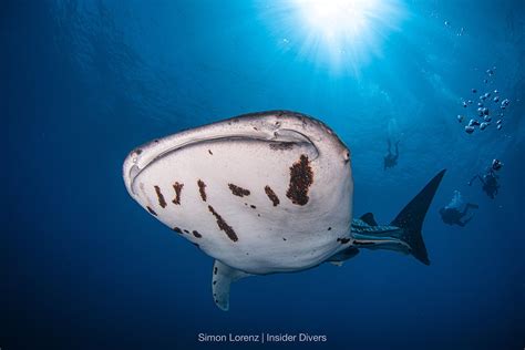 Whalesharks with Parasites