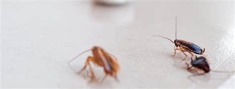 Everything You Need To Know About Palmetto Bugs (2024) | Today's Homeowner