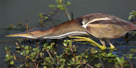 The last of the least bittern? - Ontario Nature