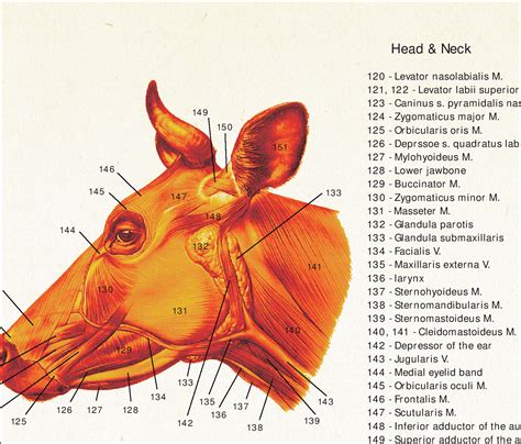 Cow Anatomy Poster Wall Chart 18 X 24 | Etsy