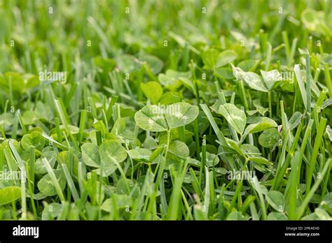 Clover weeds growing in grass of yard. Home lawncare, maintenance and weed control concept Stock ...