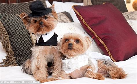 35 Dog Couples Getting Married