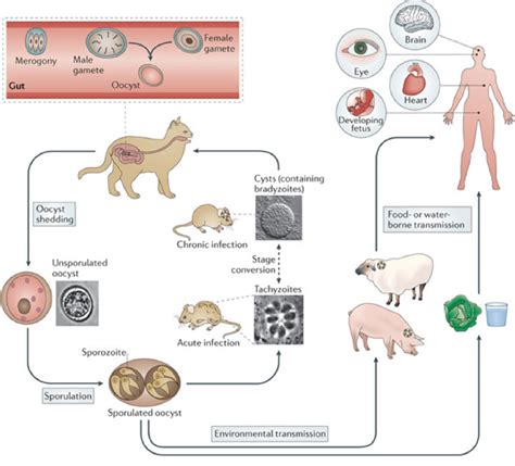 Toxoplasmosis Cycle