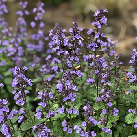 Nepeta 'Cat's Pajamas' - Garden Crossings