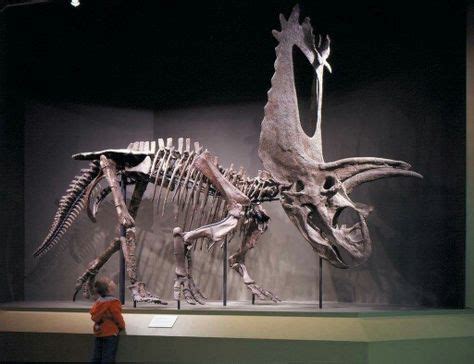 Pentaceratops. Classification Règne Animalia Classe Reptilia Ordre † Ornithischia Sous-ordre ...