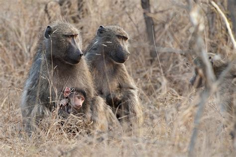 baboon family | JuzaPhoto