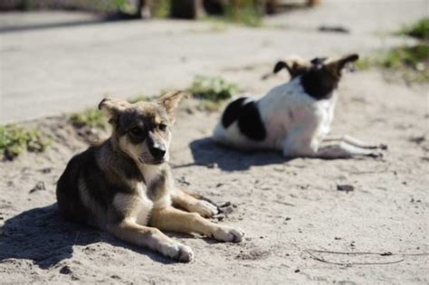 Help arrived for descendants of pets abandoned in Chernobyl nuclear disaster zone - Pet Rescue ...