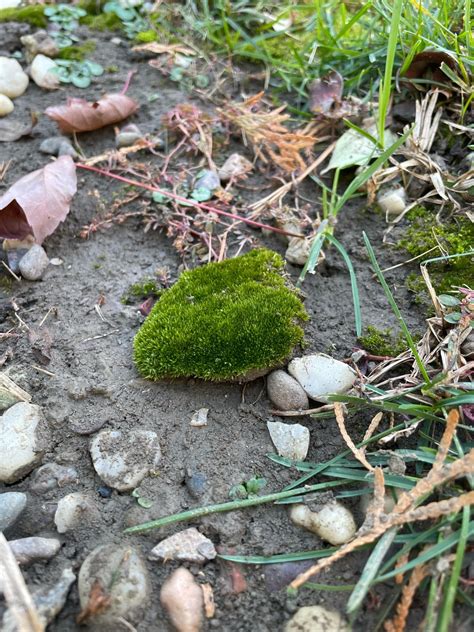 Moss identification? : r/Moss