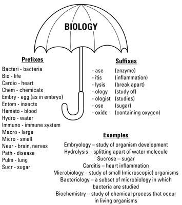 The prefixes and suffixes used in biology lingo can help you figure out many biology terms ...