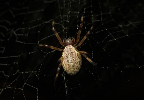 Asian Hermit Spider (Nephilengys malabarensis) - Bali Wildlife