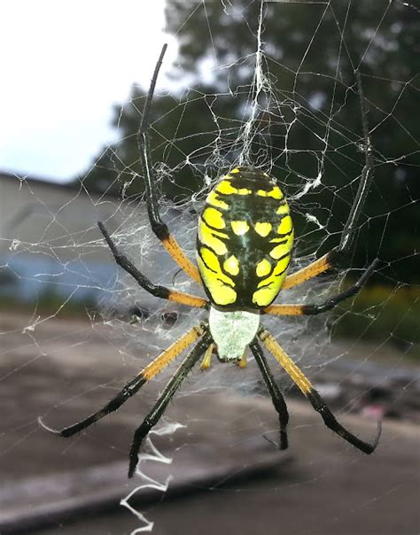 North Georgia Naturalist: Yellow Garden Spider (Argiope aurantia)