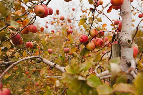 Apple Trees In Fall Photograph by Samantha Leonetti