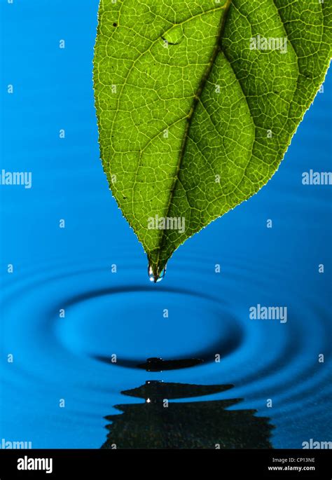 Green Leaf and Water Drop with Reflection Stock Photo - Alamy