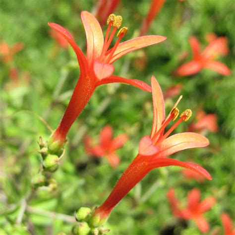 Anisacanthus Hummingbird Bush - Vincent Gardens