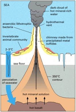 Hydrothermal Vents: Hydrothermal Vent Ecosystem