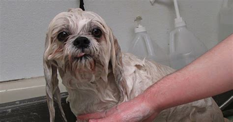 10 Steps To Bathing Your Shih Tzu At Home, The Easiest Way