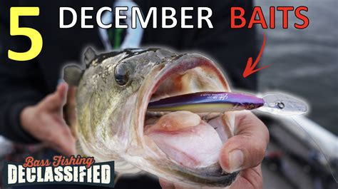 Top December Baits — Fish the Moment