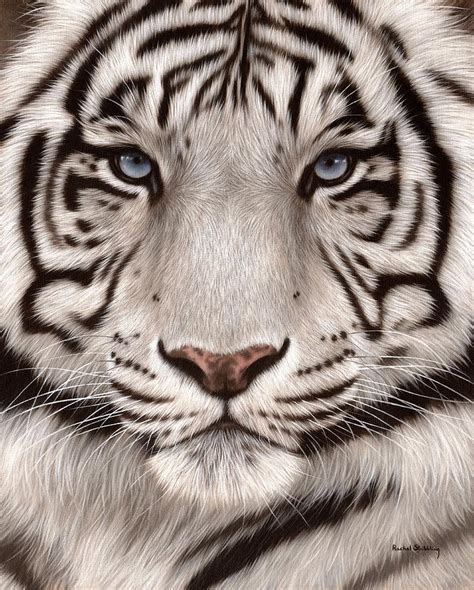 White Tiger Painting Painting by Rachel Stribbling