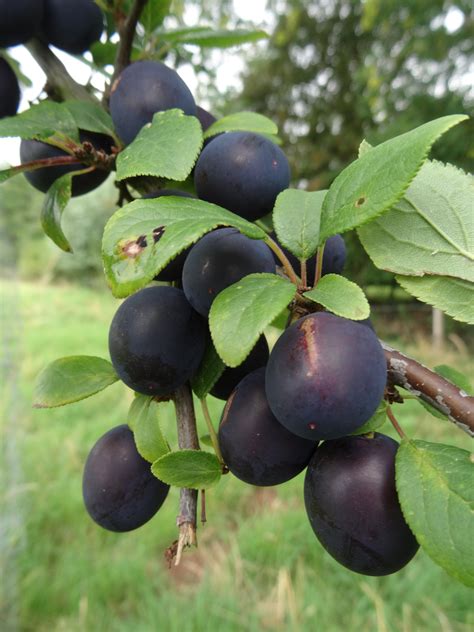 Sweet Damson for sale. Buy organic Sweet Damson trees